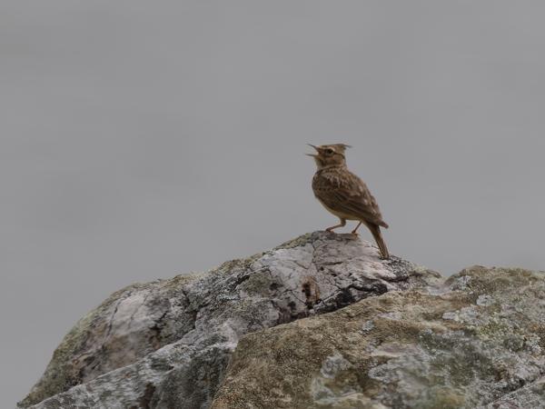 <h3><a href="/trips/extramadura/biota/animalia/chordata/aves/040 passeriformes/073 alaudidae/galerida cristata/galerida cristata-nl.html">Galerida&nbsp;cristata</a> / Crested&nbsp;lark / Kuifleeuwerik</h3>OM-1 Mark II met OLYMPUS M.150-400mm F4.5, 1/2000 sec  bij F4.5, ISO 200, afstand 40.0&nbsp;m